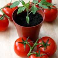 Saiba Como Plantar Tomatinhos em Casa ou Apartamento