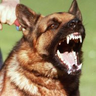 As 10 RaÃ§as de Cachorro Mais Agressivas do Mundo