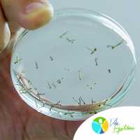 CondomÃ­nios Podem Esconder Focos do Mosquito da Dengue