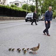 Político para Trânsito para Patos Atravessarem Rua