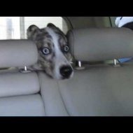 Nunca Deixe seu Cachorro Dentro do Carro no Lava-Jato