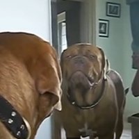 Cães e Gatos Vs Espelhos