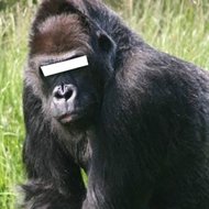 Homem é Preso por Abusar de Gorila