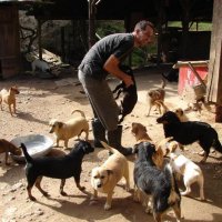 Catarinense Adota 116 Cães