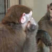 Macacos Podem Aprender a Reconhecer-se no Espelho