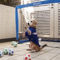 'Super Beagle' Mostra Toda Sua Habilidade no Futebol