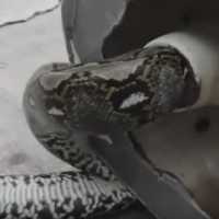 Homem Tem Pênis Picado Por Cobra Enquanto Usava Vaso Sanitário