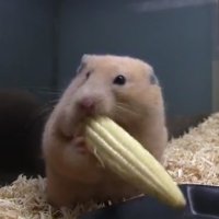 Hamster Desaparece com Espiga de Milho