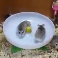 Dois Hamsters   Em Uma Roda