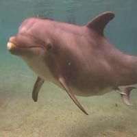 O Milagre da Vida: Nascimento de Um Golfinho