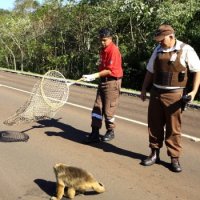 Atropelamentos de Animais no Brasil, Uma Cruel Realidade