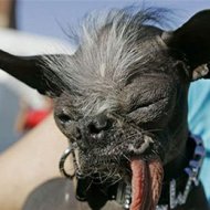 Os 10 Cachorros Mais Feios do Mundo!