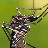Conheça Alguns Hábitos do Aedes Aegypti