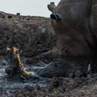 Rinoceronte Resgata Filhote de Zebra Preso na Lama