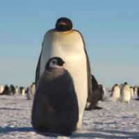 Câmeras em Time-Lapse Revelam Vida Secreta dos Pinguins da Antártida