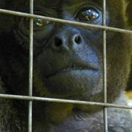 Arca de NoÃ©: Projeto Cuida de Animais que Foram Resgatados dos Traficantes de Animais