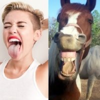 Cavalos Imitando Miley Cyrus