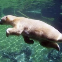 Ursos Polares Podem Nadar Mais de 150km