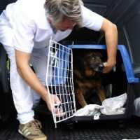 Câmara de SP Aprova 'Samu Veterinário' Para Cães e Gatos