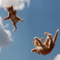 Os 7 Maiores Mitos Sobre os Gatos