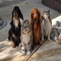 Conheça 6 Aplicativos Indispensáveis Para Donos de Animais de Estimação