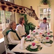 Que Tal Tomar Café da Manhã com uma Girafa?