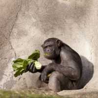 ChimpanzÃ©s SÃ£o Capazes de Cozinhar Alimentos