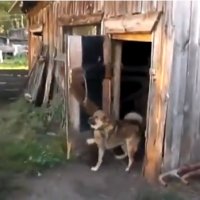 Cachorro Fecha a Porta