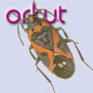 O Bug do Novo Orkut
