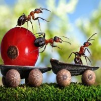 IncrÃ­veis Fotografias com Formigas