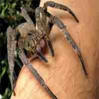 As 11 Aranhas Mais Perigosas do Mundo