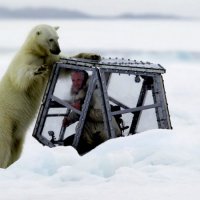 Urso Polar Lado a Lado Com RepÃ³rter