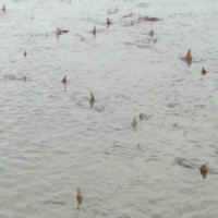 VÃ­deo Mostra Dezenas de TubarÃµes em Praia Rasa