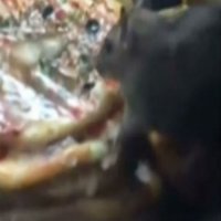Homem Flagra Ratos Gigantes no Meio de Pizzas de Restaurante Fast-Food