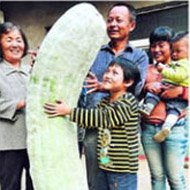 Fazendeiro Colhe Pepino Gigante na China