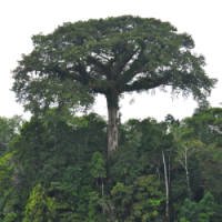 Conheça 5 Árvores Gigantes do Brasil