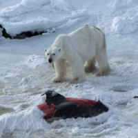 Mudança Climática Leva Urso Polar a se Alimentar de Golfinhos
