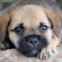 Governo de SP LanÃ§a Campanha Para Reduzir Abandono de Pets