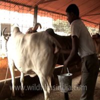 Hindus Bebem Urina de Vaca Como Remédio